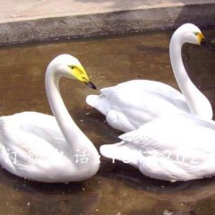 玻璃鋼白天鵝雕塑，玻璃鋼動物雕塑